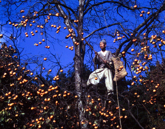 행정자치부 국가기록원이 수확의 계절 가을을 맞아 10월 '이달의 기록' 주제를 '기록으로 보는 추억 속 그 시절 가을 풍경'으로 정하고 관련 기록물을 오는 17일부터 누리집'에 공개한다고 16일 전했다.     기록물은 총 44건(동영상 8·사진 33·문서 3)으로 농촌의 가을걷이, 가을 지역 축제인 백제문화제 및 신라문화제, 운동회, 단풍 여행 등의 모습을 담고 있다.